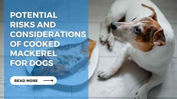 Potential Risks and Considerations of Cooked Mackerel for Dogs