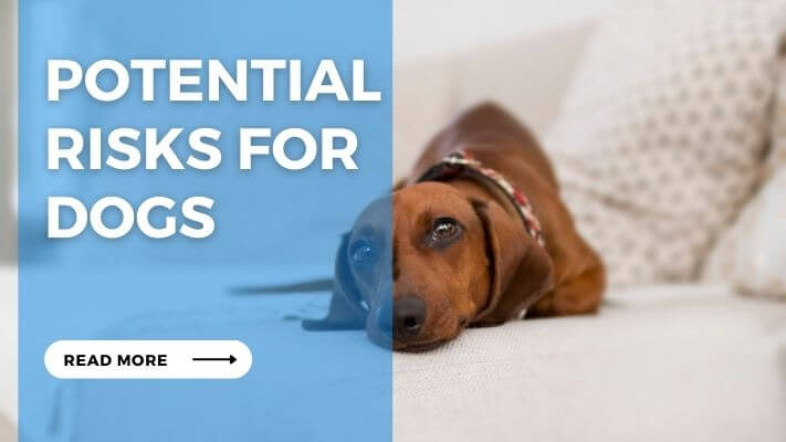 Potential Risks for Dogs