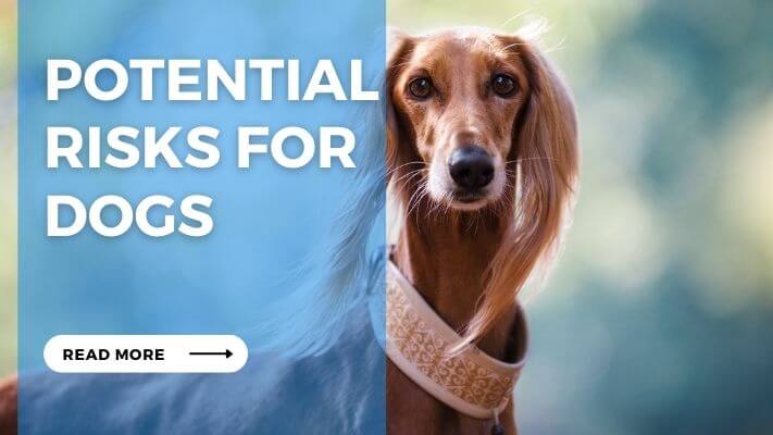 Potential Risks for Dogs