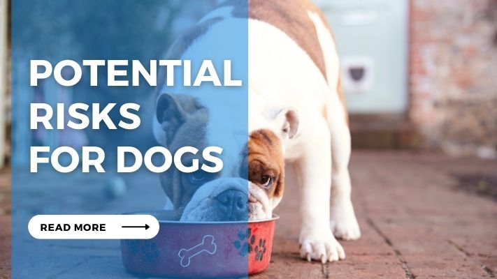 Potential Risks for Dogs
