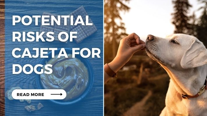 Potential  Risks of  Cajeta for Dogs