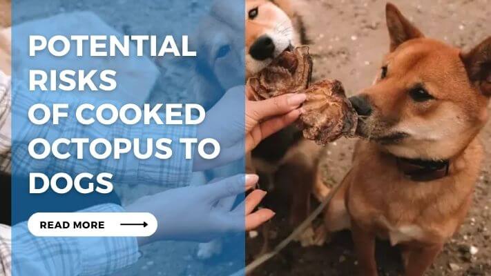 Potential Risks of Cooked Octopus to Dogs