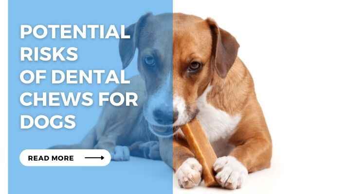 Potential Risks of Dental Chews for Dogs