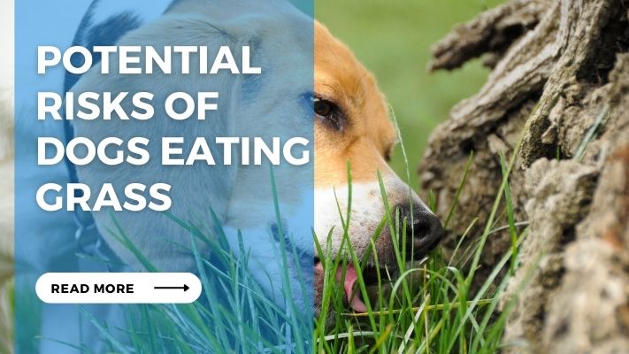 Potential Risks of Dogs Eating Grass