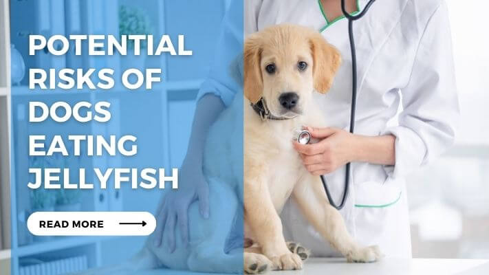 Potential Risks of Dogs Eating Jellyfish