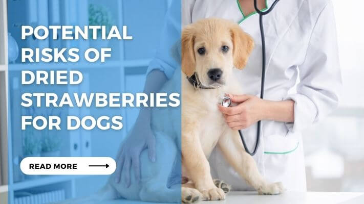 Potential Risks of Dried Strawberries for Dogs