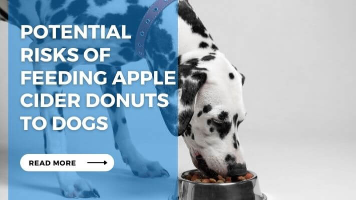 Potential Risks of Feeding Apple Cider Donuts to Dogs