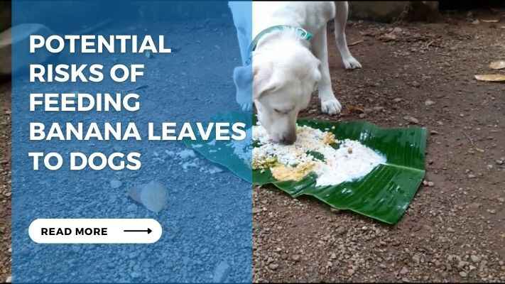 Potential Risks of Feeding Banana Leaves to Dogs