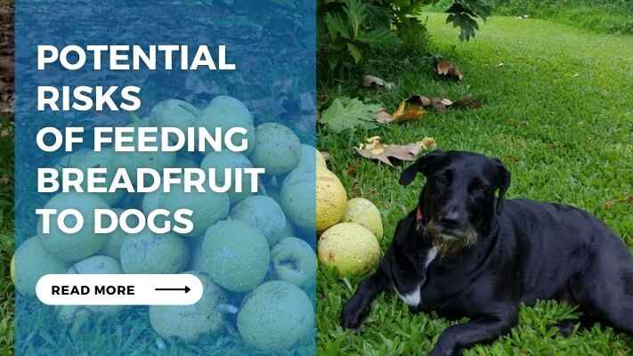 Potential Risks of Feeding Breadfruit to Dogs