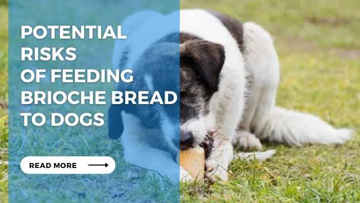 Potential Risks of Feeding Brioche Bread to Dogs