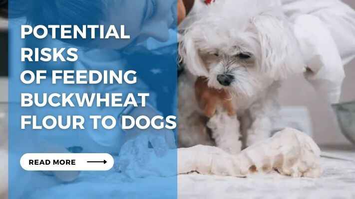 Potential Risks of Feeding Buckwheat Flour to Dogs