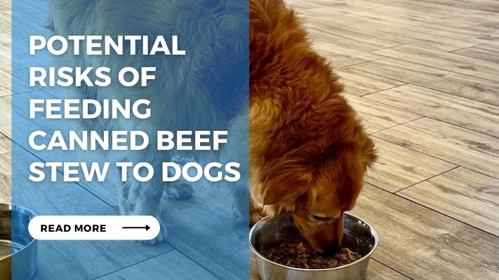 Potential  Risks of Feeding  Canned Beef Stew to Dogs