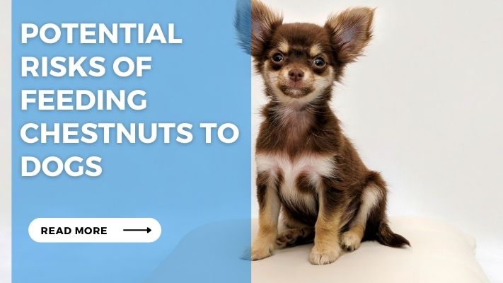 Potential Risks of Feeding Chestnuts to Dogs