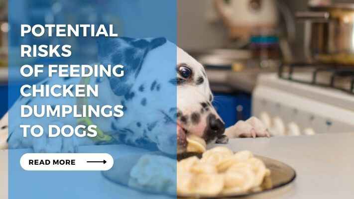 Potential Risks of Feeding Chicken Dumplings to Dogs