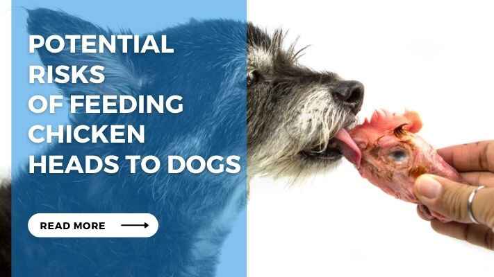 Potential Risks of Feeding Chicken Heads to Dogs