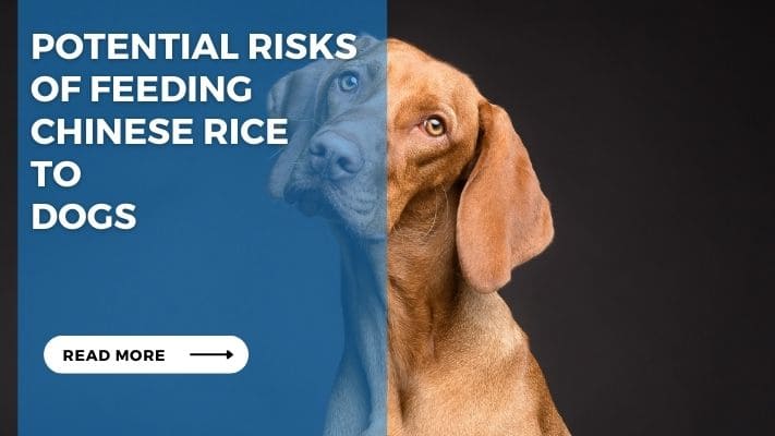 Potential Risks of Feeding Chinese Rice to Dogs