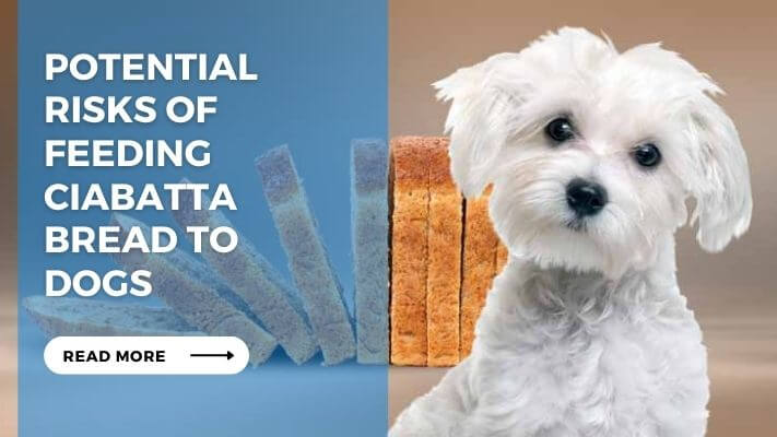 Potential Risks of Feeding Ciabatta Bread to Dogs