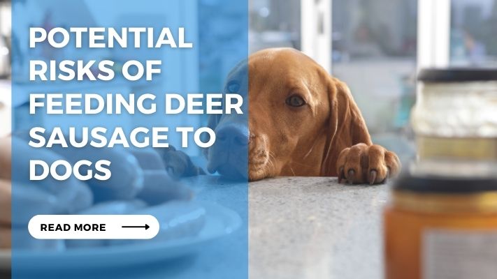 Potential Risks of Feeding Deer Sausage to Dogs