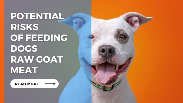 Potential Risks of Feeding Dogs Raw Goat Meat