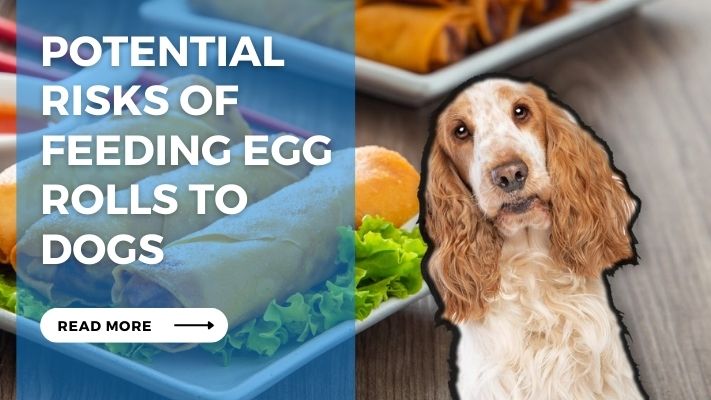 Potential Risks of Feeding Egg Rolls to Dogs