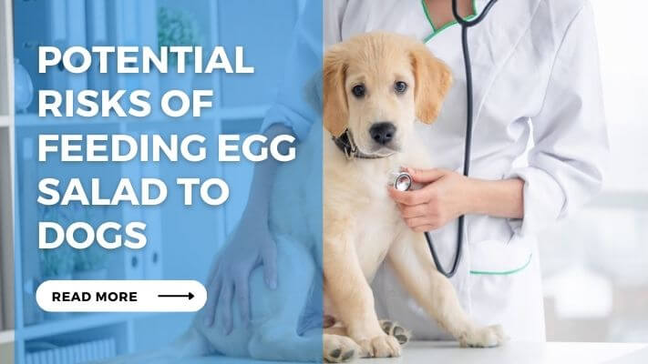 Potential Risks of Feeding Egg Salad to Dogs