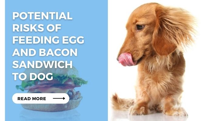 Potential Risks of Feeding Egg and Bacon Sandwich to Dog