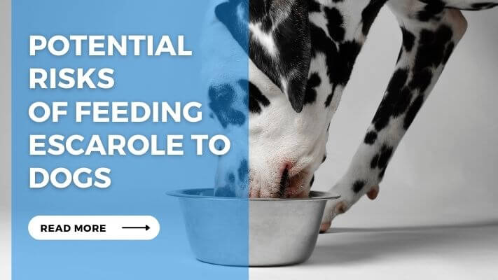 Potential Risks of Feeding Escarole to Dogs