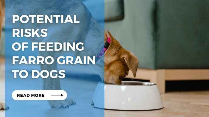 Potential Risks of Feeding Farro Grain to Dogs