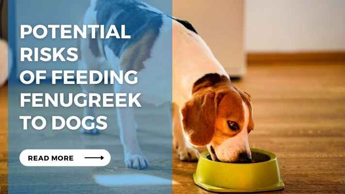 Potential Risks of Feeding Fenugreek to Dogs