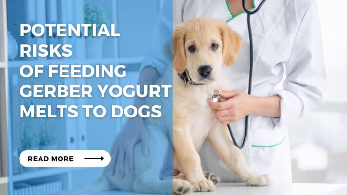 Potential Risks of Feeding Gerber Yogurt Melts to Dogs