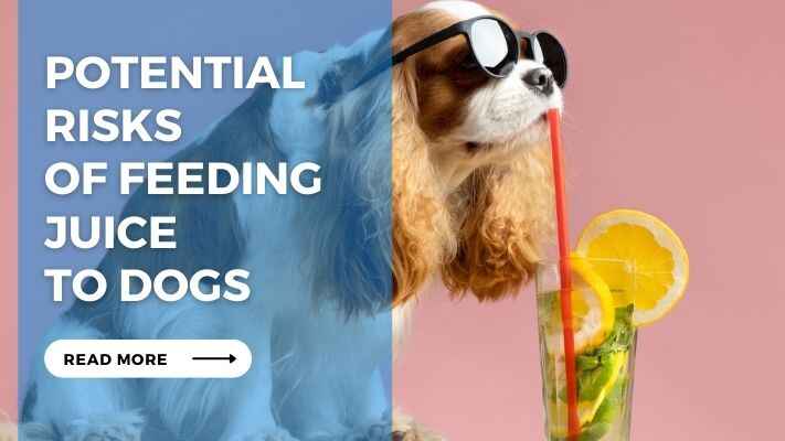 Potential Risks of Feeding Juice to Dogs