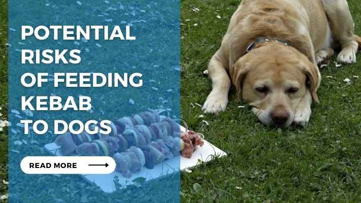 Potential Risks of Feeding Kebab to Dogs