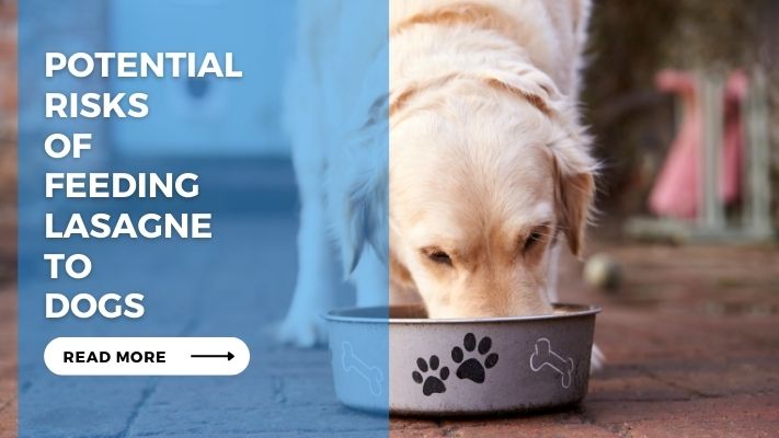 Potential Risks of Feeding Lasagne to Dogs