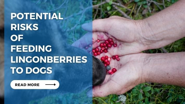 Potential Risks of Feeding Lingonberries to Dogs