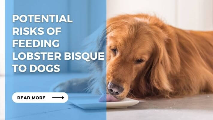 Potential Risks of Feeding Lobster Bisque to Dogs