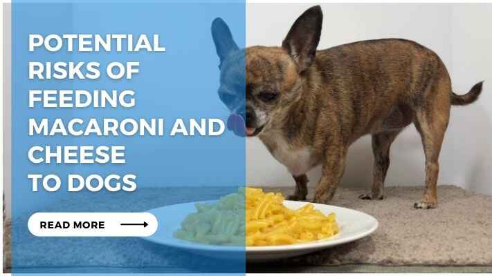 Potential Risks of Feeding Macaroni and Cheese to Dogs