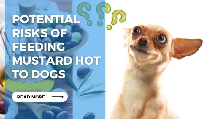 Potential  Risks of  Feeding Mustard Hot  to Dogs