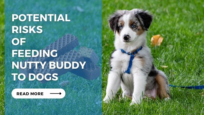 Potential Risks of Feeding Nutty Buddy to Dogs