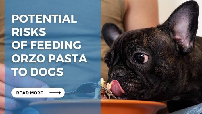 Potential Risks of Feeding Orzo Pasta to Dogs