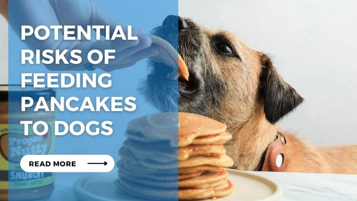 Potential  Risks of Feeding Pancakes  to Dogs