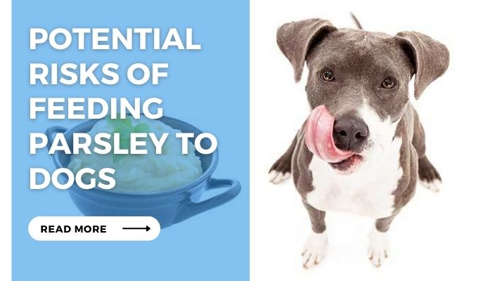Potential  Risks of Feeding Parsley to Dogs