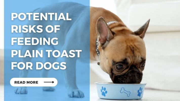 Potential Risks of Feeding Plain Toast for Dogs