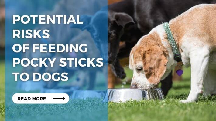 Potential Risks of Feeding Pocky Sticks to Dogs