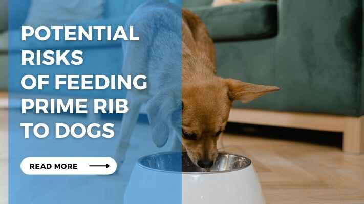 Potential Risks of Feeding Prime Rib to Dogs