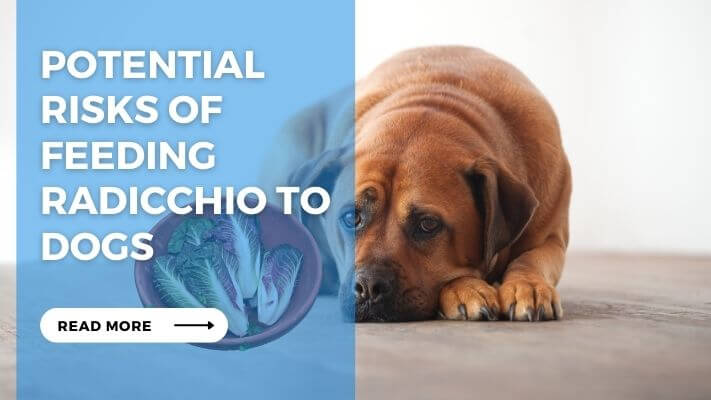 Potential Risks of Feeding Radicchio to Dogs