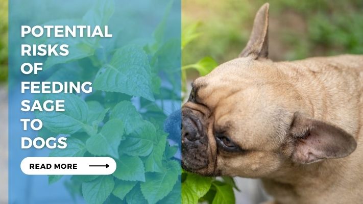 Potential Risks of Feeding Sage to Dogs