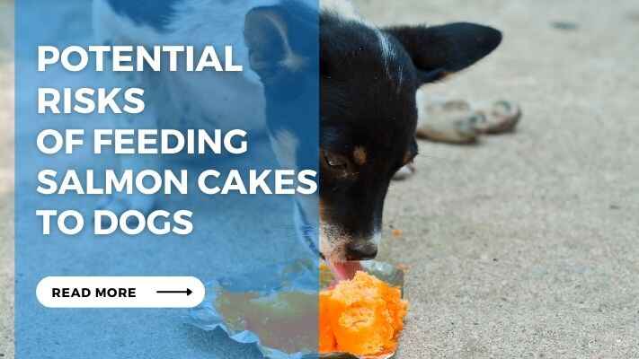 Potential Risks of Feeding Salmon Cakes to Dogs