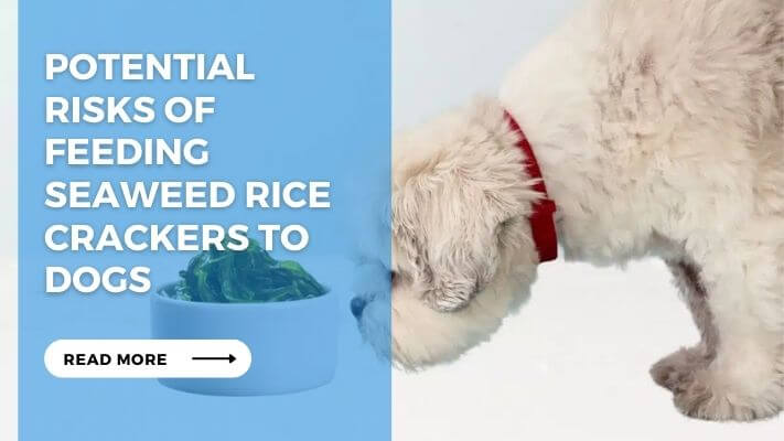 Potential Risks of Feeding Seaweed Rice Crackers to Dogs