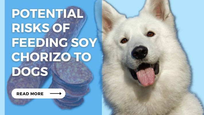 Potential  Risks of Feeding Soy Chorizo to Dogs