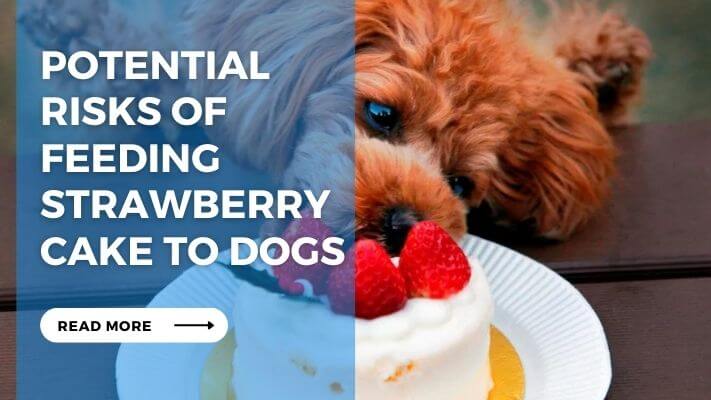 Potential Risks of Feeding Strawberry Cake to Dogs